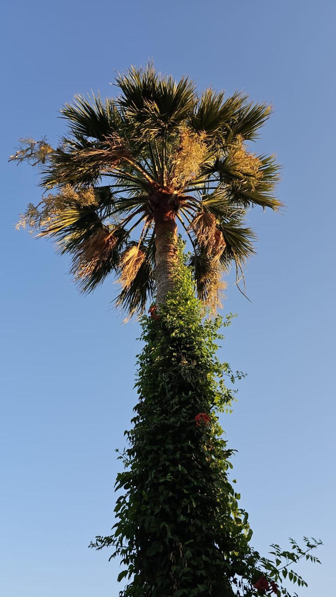 Villa Bade Dalyan Kültér fotó